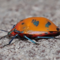 Tectocoris diophthalmus at Cleveland, QLD - 14 Mar 2024 12:01 PM