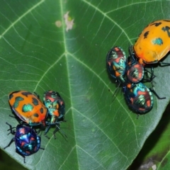Tectocoris diophthalmus (Cotton harlequin bug) at Cleveland, QLD - 14 Mar 2024 by TimL