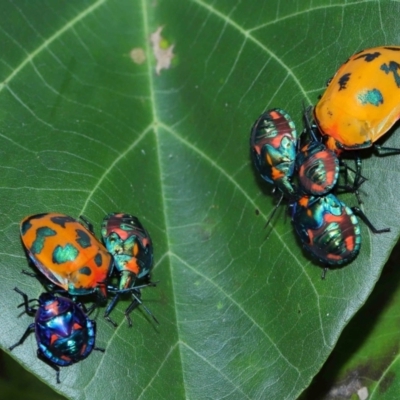 Tectocoris diophthalmus (Cotton harlequin bug) at Cleveland, QLD - 14 Mar 2024 by TimL