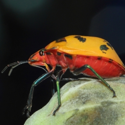 Unidentified Shield, Stink or Jewel Bug (Pentatomoidea) at Cleveland, QLD - 14 Mar 2024 by TimL