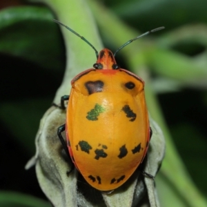 Tectocoris diophthalmus at Cleveland, QLD - 14 Mar 2024 12:03 PM