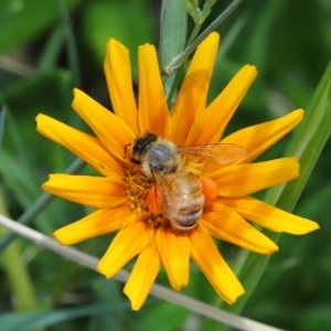 Apis mellifera at Cleveland, QLD - 14 Mar 2024 12:17 PM