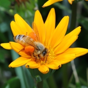 Apis mellifera at Cleveland, QLD - 14 Mar 2024 12:17 PM