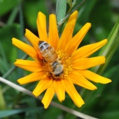 Apis mellifera at Cleveland, QLD - 14 Mar 2024