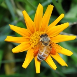 Apis mellifera at Cleveland, QLD - 14 Mar 2024 12:17 PM