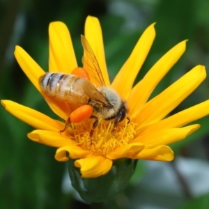 Apis mellifera at Cleveland, QLD - 14 Mar 2024 12:17 PM