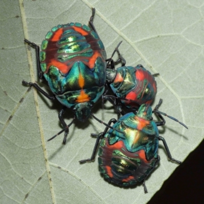 Tectocoris diophthalmus (Cotton harlequin bug) at Cleveland, QLD - 14 Mar 2024 by TimL
