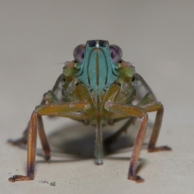 Unidentified Leafhopper or planthopper (Hemiptera, several families) at Wellington Point, QLD - 13 Mar 2024 by TimL