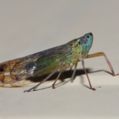 Magia subocellata at Wellington Point, QLD - suppressed