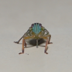 Magia subocellata at Wellington Point, QLD - suppressed