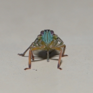 Magia subocellata at Wellington Point, QLD - suppressed