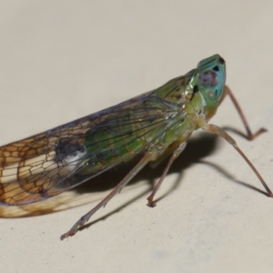Magia subocellata at Wellington Point, QLD - suppressed