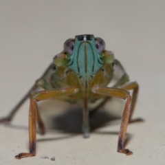 Magia subocellata at Wellington Point, QLD - suppressed