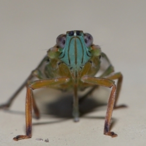 Magia subocellata at Wellington Point, QLD - suppressed