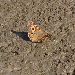 Junonia villida (Meadow Argus) at West Wodonga, VIC - 11 Mar 2024 by KylieWaldon