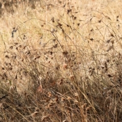 Themeda triandra (Kangaroo Grass) at Felltimber Creek NCR - 11 Mar 2024 by KylieWaldon