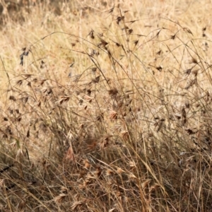 Themeda triandra at Wodonga - 12 Mar 2024 08:53 AM