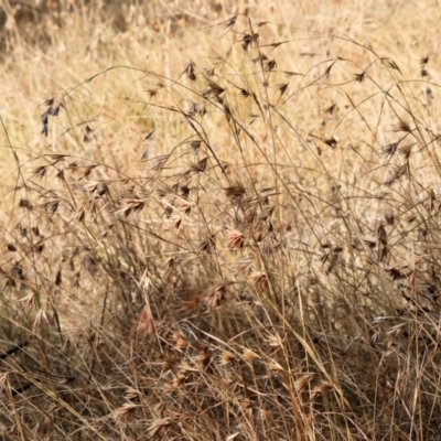 Themeda triandra (Kangaroo Grass) at West Wodonga, VIC - 11 Mar 2024 by KylieWaldon