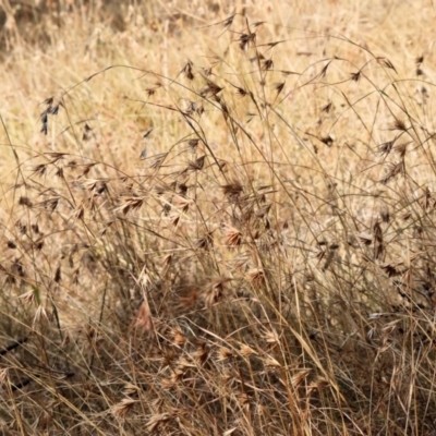 Themeda triandra (Kangaroo Grass) at Felltimber Creek NCR - 12 Mar 2024 by KylieWaldon