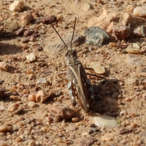 Oedaleus australis at Wodonga - 12 Mar 2024