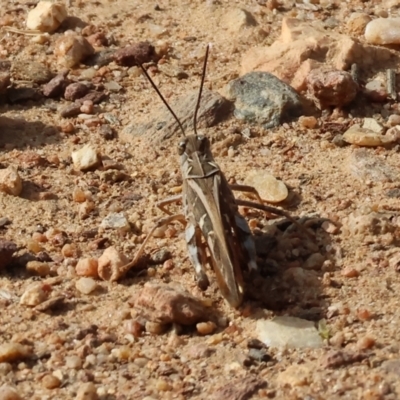 Oedaleus australis (Australian Oedaleus) at Wodonga - 11 Mar 2024 by KylieWaldon