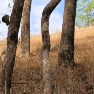 Oedaleus australis at Wodonga - 12 Mar 2024