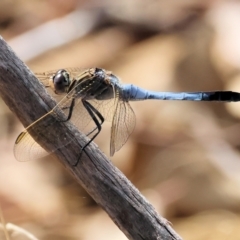 Orthetrum caledonicum (Blue Skimmer) at Wodonga - 12 Mar 2024 by KylieWaldon