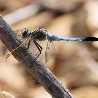 Orthetrum caledonicum (Blue Skimmer) at West Wodonga, VIC - 11 Mar 2024 by KylieWaldon