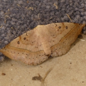 Anthela acuta at Wingecarribee Local Government Area - 8 Mar 2024