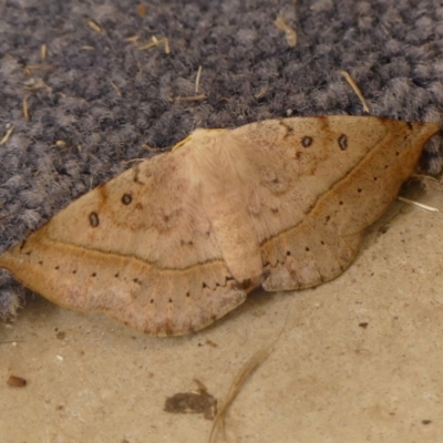 Anthela acuta (Common Anthelid) at Braemar - 8 Mar 2024 by Curiosity