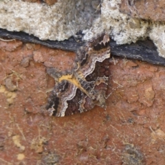 Chrysolarentia lucidulata (Lucid Carpet) at Braemar - 11 Mar 2024 by Curiosity