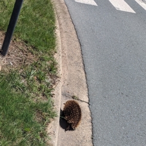 Tachyglossus aculeatus at Phillip, ACT - 4 Dec 2023 11:36 AM