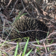 Tachyglossus aculeatus at Phillip, ACT - 4 Dec 2023 11:36 AM