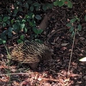 Tachyglossus aculeatus at Phillip, ACT - 4 Dec 2023 11:36 AM