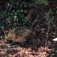 Tachyglossus aculeatus at Phillip, ACT - 4 Dec 2023