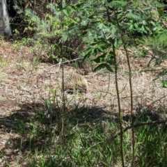 Tachyglossus aculeatus at Phillip, ACT - 4 Dec 2023