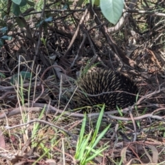 Tachyglossus aculeatus at Phillip, ACT - 4 Dec 2023 11:36 AM