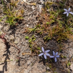 Isotoma fluviatilis subsp. australis (Swamp Isotome) at Wanniassa Hill - 22 Nov 2023 by stofbrew