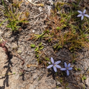 Isotoma fluviatilis subsp. australis at Wanniassa Hill - 22 Nov 2023 10:15 AM