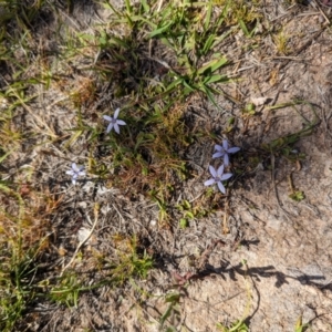 Isotoma fluviatilis subsp. australis at Wanniassa Hill - 22 Nov 2023 10:15 AM