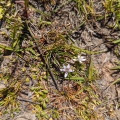 Isotoma fluviatilis subsp. australis at Wanniassa Hill - 22 Nov 2023 10:15 AM