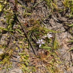 Isotoma fluviatilis subsp. australis at Wanniassa Hill - 22 Nov 2023