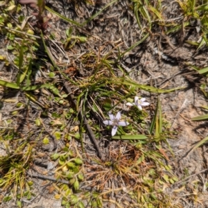 Isotoma fluviatilis subsp. australis at Wanniassa Hill - 22 Nov 2023 10:15 AM