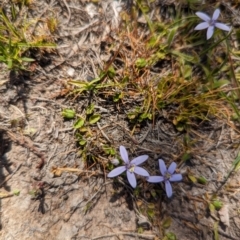 Isotoma fluviatilis subsp. australis at Wanniassa Hill - 22 Nov 2023 10:15 AM