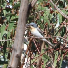 Myiagra rubecula (Leaden Flycatcher) at Alpine, NSW - 18 Jan 2024 by JanHartog