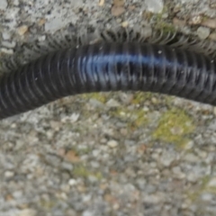 Ommatoiulus moreleti (Portuguese Millipede) at Queanbeyan West, NSW - 14 Mar 2024 by Paul4K