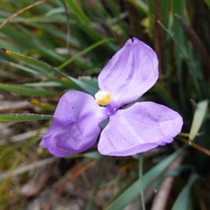 Patersonia sericea var. sericea at QPRC LGA - 13 Mar 2024 11:43 AM