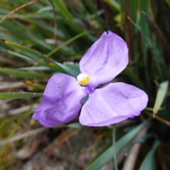 Patersonia sericea var. sericea (Silky Purple-flag) at Tallaganda State Forest - 13 Mar 2024 by RobG1