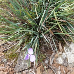 Patersonia sericea var. sericea at QPRC LGA - 13 Mar 2024 11:43 AM