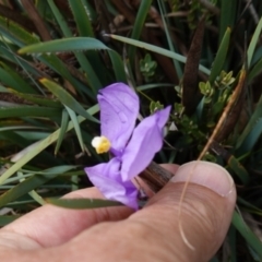 Patersonia sericea var. sericea at QPRC LGA - 13 Mar 2024 11:43 AM